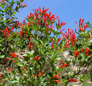 معرفی و راهنمای پرورش گیاهان زینتی فضای باز - بوته ترقه